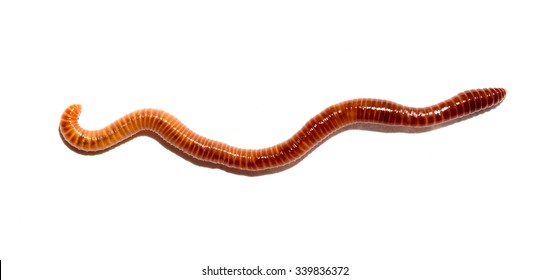 Animal Earth Worm Isolated On White