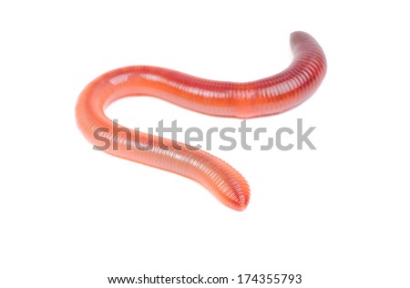 animal earth worm isolated on white background 