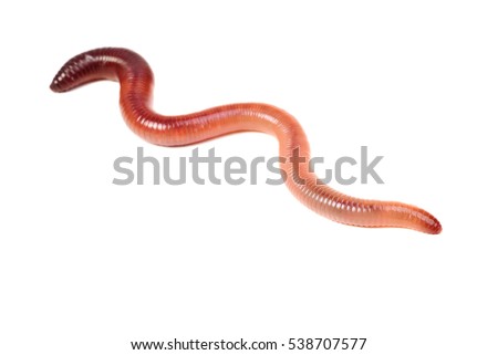animal earth worm isolated on white background 