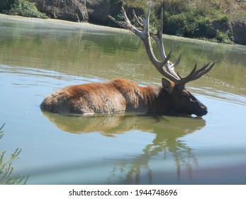 Animal Elk Estes Park Wildlife Outdoor 