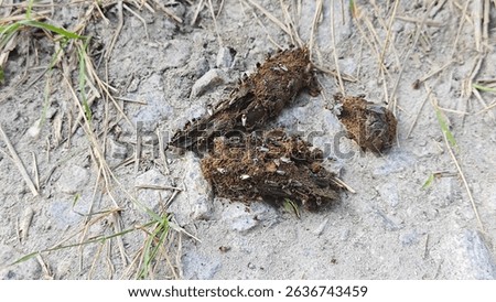 animal faeces covered with wild tiny pest flies feeding on it.