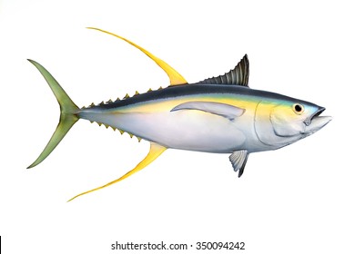 Animal Fish Tuna Fishing Isolated Object