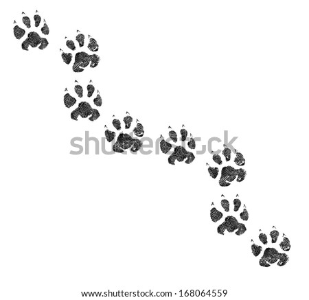 Animal footprint 