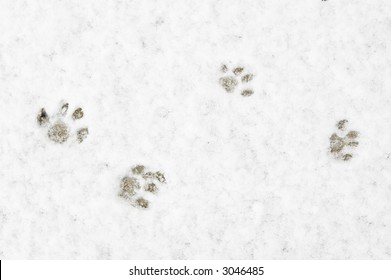 Animal Footprint On Snow