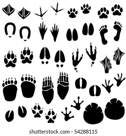 Animal Footprint Track Raster