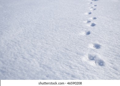 Animal Footprints On Snow