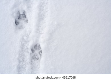 Animal Footprints On Snow