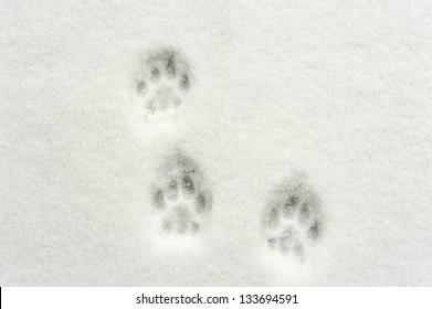 Animal Footprints In Snow