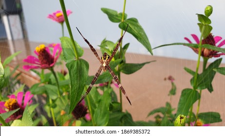 Animal Foto Macro Wild Life