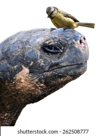 Animal Friends, A Giant Galapagos Tortoise And A Small Bird, The Eurasian Blue Tit 