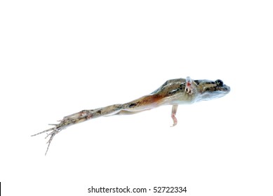 animal frog jump isolated in white