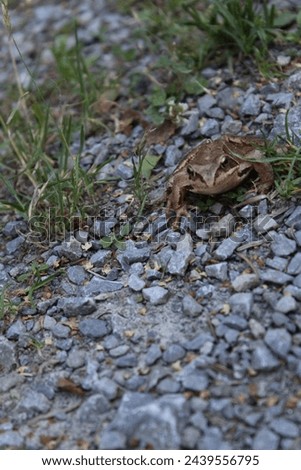 animal frog wild wildlife nature