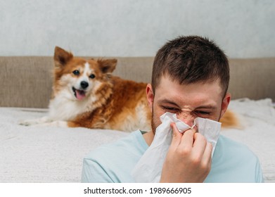 Animal Fur Allergy Concept. A Man With A Runny Nose On The Background Of A Dog