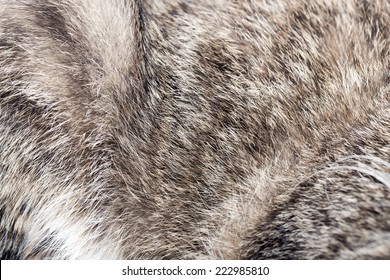 Animal Fur As Background