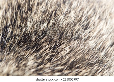 Animal Fur Background Stock Photo 225003997 | Shutterstock