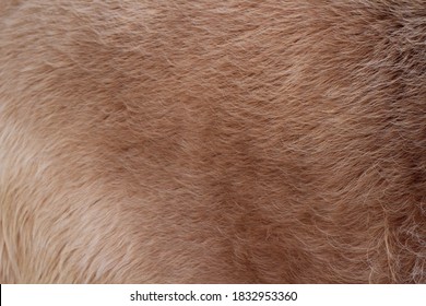 animal fur background fluffy furry cow hair 