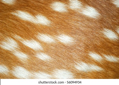 Animal Fur Background Texture Deer Stock Photo 56094934 | Shutterstock