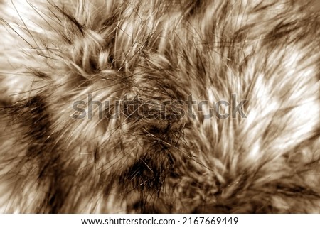 Similar – fur ball Brunette