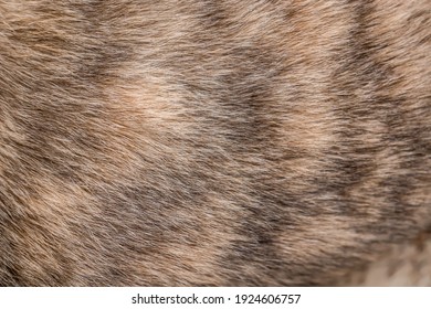 Animal fur close-up as background