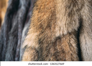 Animal Fur.  Foxes, Raccoon, Wolf, Beaver, Mink, Nutria Hanging After Processing.