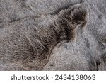 Animal fur texture background. Original public domain image
