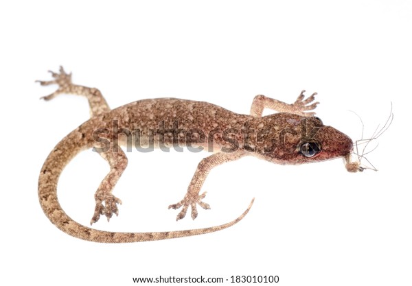 Gecko and Mosquito