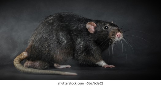 Animal Gray Rat Closeup On Black Stock Photo 686763262 | Shutterstock