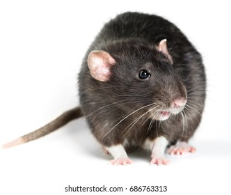 Cute Dumbo Rat Standing Facing Front Stock Photo (Edit Now) 1335426131