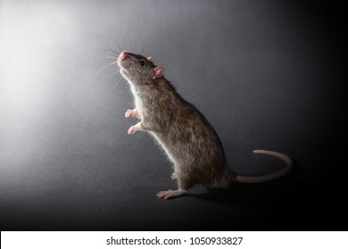 7,894 Rat stand Images, Stock Photos & Vectors | Shutterstock