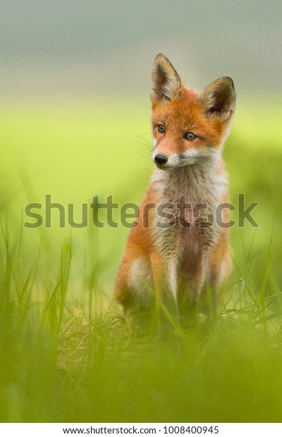 Animal, green environment,Red fox\
Vulpes vulpes, at forest. Wildlife scene from nature habitat. \
