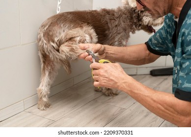 Animal Groomer Cuts Dog Nail With A Nail Clipper