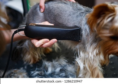 Animal Groomer Shaves Puppy With Electric Shaver Machine In Groomer Cabinet At Vet Clinic.Take Care Of Your Dog In Grooming Salon.Professional Pet Stylist Cut Hair On Yorkshire Terrier Puppy