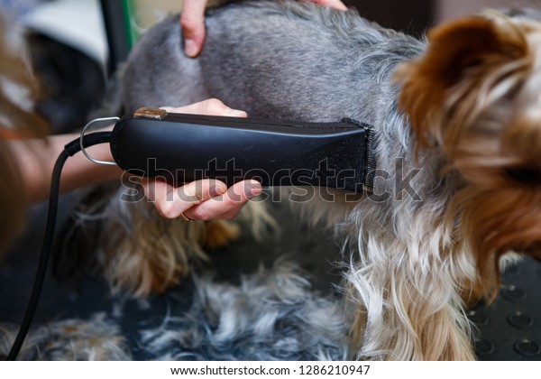 Animal groomer shaves puppy with electric shaver\
machine in groomer cabinet at vet clinic.Take care of your dog in\
grooming salon.Professional pet stylist cut hair on yorkshire\
terrier puppy