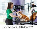 Animal groomer woman drying fur of little corgi dog at the violet grooming salon. Professional pet care and grooming service in a vet clinic 