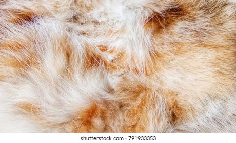 animal hair a cat pattern background