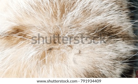 Similar – fur ball Brunette