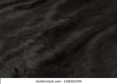 Animal Hair Of Fur Cow Leather Texture Background.Natural Fluffy Black Cowhide Skin.