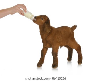 animal health - hand bottle feeding baby goat on white background