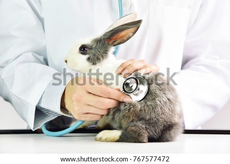 Animal and healthcare concept, Veterinarian is examining a cute rabbit at hospital.