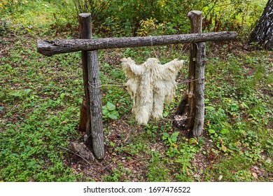 Animal Hide Stretched On A Wooden Frame. Skin Of Goat Hanging On A Log For Drying In A Forest Or Park. The Old Way Of Processing Leather And Fur.