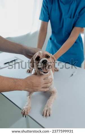 Animal hospital examination room has a dog with a veterinarian and an assistant. The veterinarian is examining the dog's body to find the cause of the illness. Animal treatment concept.