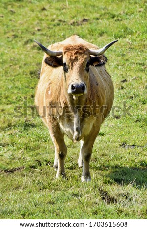 Similar – Cachena Cattle