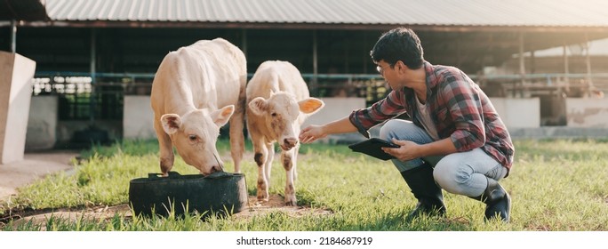 Animal Husbandry In Cattle Farm. Asian Man Farmer Use Application On Digital Tablet For Monitoring Cattle Health. Agriculture Cattle Farm. Smart Farmer 4.0 Concept.