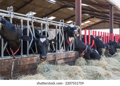 1,158 Intensive Animal Farming Images, Stock Photos & Vectors ...