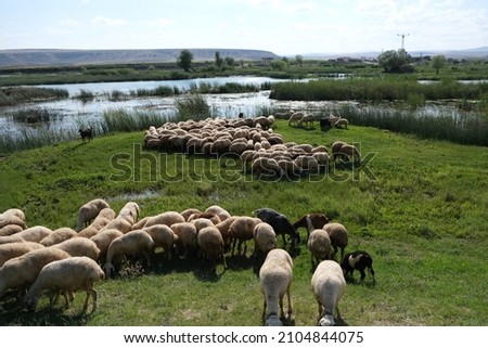 Animal husbandry is one of the livelihoods in rural areas in Turkey.