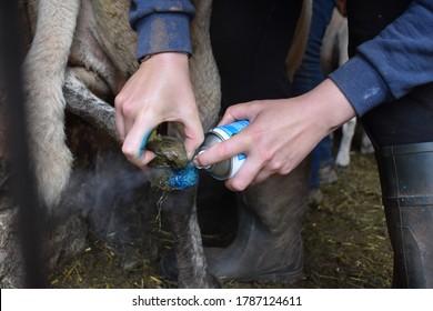 Animal husbandry. Spraying with blue foot chlortetracycline, after trimming the back feet of a sheep inside the barn. Shepherdess caring for her flock to prevent footrot and skin infections. 