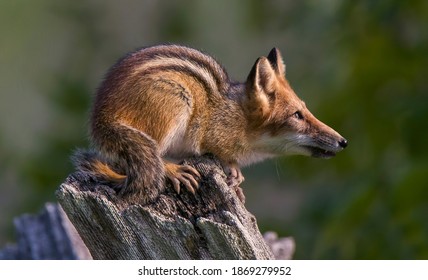 An Animal Hybrid of a Chipmunk and a Red Fox