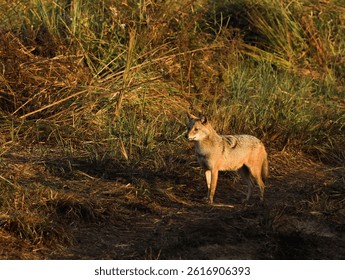 Animal of India jackal.. scavenging