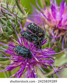 Animal, insect, Beetle, May-bug, Close-up, mating, wildlife, Nature,