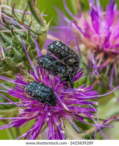 Animal, insect, Beetle, May-bug, Close-up, mating, wildlife, Nature,